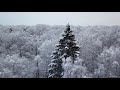 Drone video. Воздушная прогулка по лесу