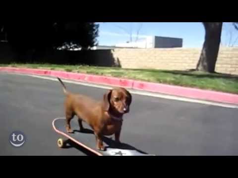 Skateboarding Animals