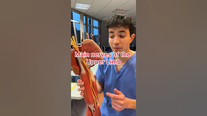 I BET YOU DIDNT KNOW ABOUT THESE NERVES #medicine #anatomy