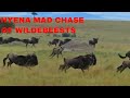 Hyena Mad Chase Of Wildebeests/Animal Hunt Video/BBC Earth