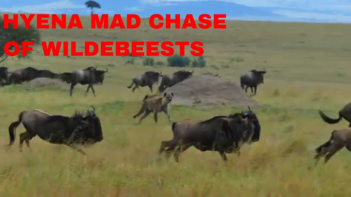Hyena Mad Chase Of Wildebeests/Animal Hunt Video/BBC Earth