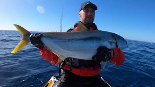 Returning some quality NZ yellowtail Kingfish