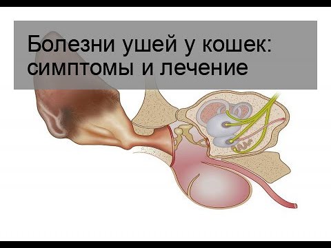 Отит у кошки как выглядит в ухе