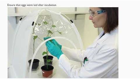 Whiteflies - IRAC Susceptibility Test Method No. 016