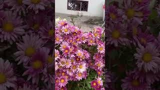 Beautiful Bloom-Terrace Garden