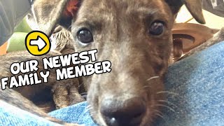 Baby Greyhound’s First Day in Her New Home | Before and After