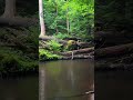 Sudden Rainfall 🌧️ Over Forest Stream 4K60 #Rain #NatureSounds #4KShorts #QuickReset