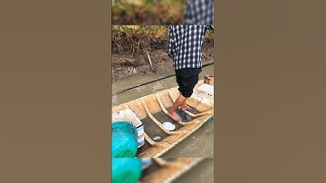 Kích bắt cá vuông tôm lên hàng đẹp #shorts