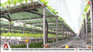 Supporting local farms: Locally grown vegetables to enter wholesale market under new agreement