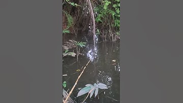 Câu Cá Rô Đồng To Bằng Mồi Trứng Kiến - Fishing for Perch with a Bamboo Rod ! EP23.2 #fishing #câucá