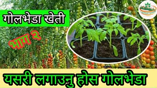 गोलभेडा लगाउने तरिका || Tomato cultivation in Nepal || Golbheda ko kheti ||  Agri Nepal