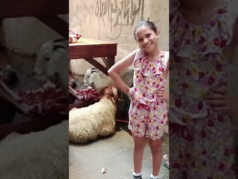 جانا العيد وهنعايد وندبحك يا خروف سيد