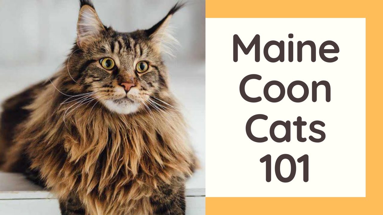 Maine Coon Cats 101 Cat Breed And Personality YouTube