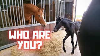 I am new here. Who are you? | Rising Star⭐ in the rain | Friesian Horses