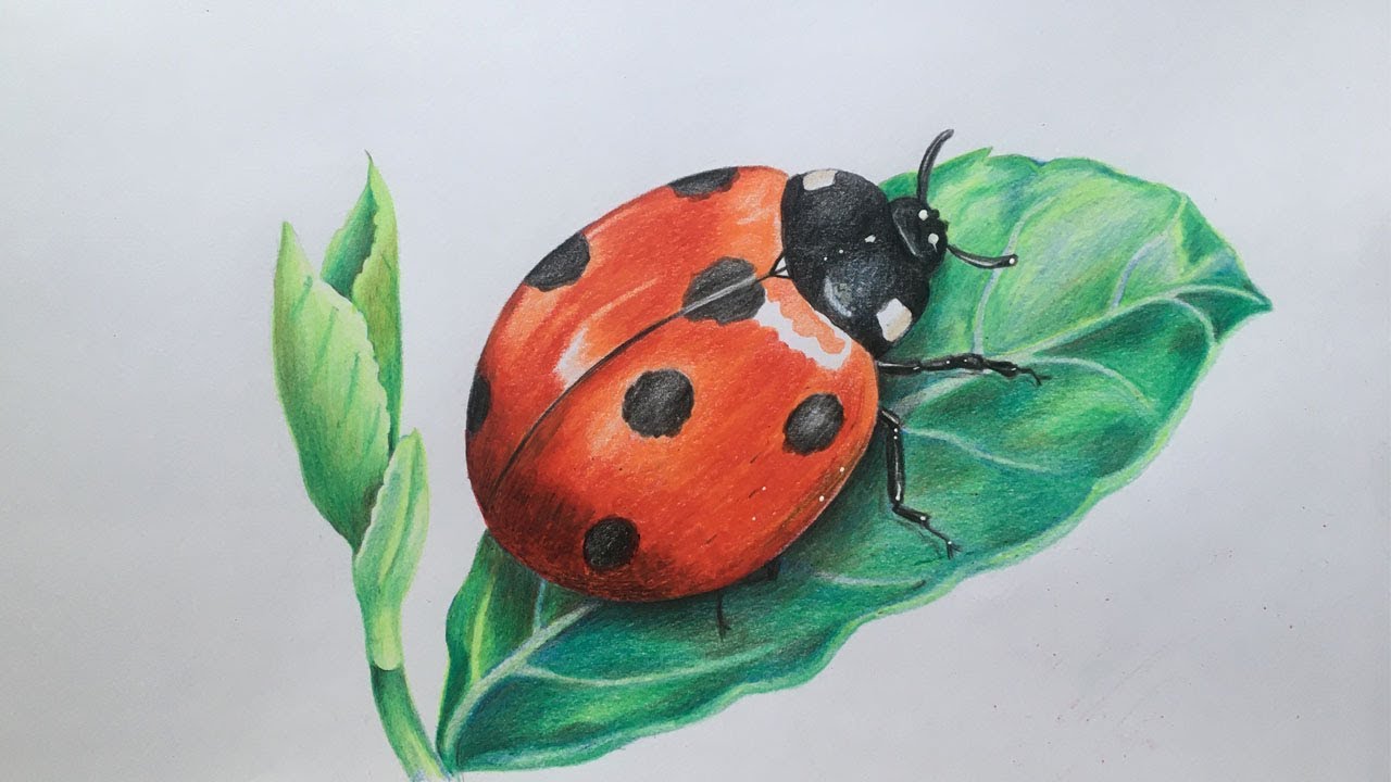 How to Draw a Ladybug - Easy Peasy and Fun