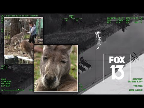 Meet the kangaroo caught bouncing around a Florida apartment complex