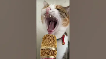 أجمل صوت قطة 