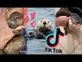 Cute, Squeaky&amp; Chonky Otters [TikTok Compilation 2021] 🦦