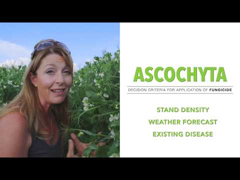 Video: Pea Ascochyta -hoito: Herneiden oireiden hallinta Ascochyta-ruton kanssa