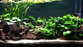 MORE Anubias Leaves in this Planted Aquarium