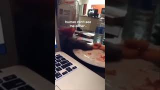 Snack Thief Thinks Human Can't See Him - Sneaky Cat