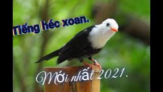 Tiếng chim héc xoan đẳng cấp 2021.