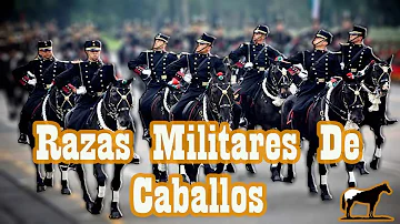 ¿Qué raza de caballo es un caballo de guerra?