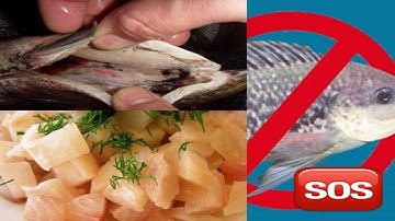 🆘Cảnh Báo: Hãy Ngừng Ăn Cá Rô Phi Ngay Lập Tức Sau Khi Biết Điều Này‼