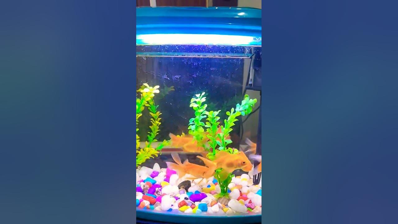 vastu-fish-for-office-and-home-youtube