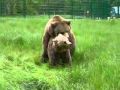 bear mating