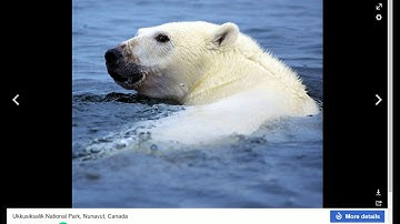 Wikimedia Commons Image Search