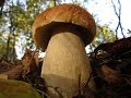 Нашёл сказочно красивые грибы в нашем лесу. Тихая охота.