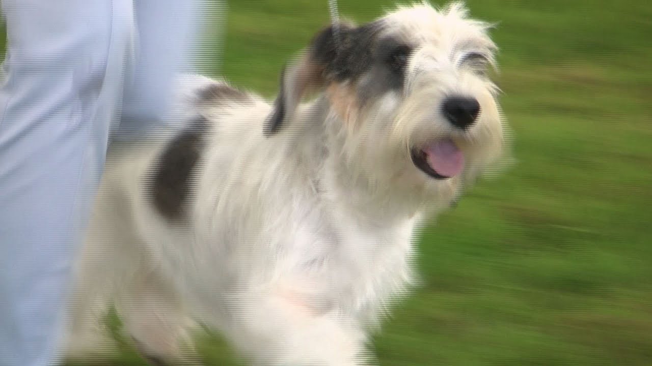 Where Is Richmond Champtionship Dog Show Where Is Richmond Champtionship Dog Show