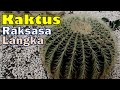 Mengenal Tanaman Kaktus Golden Barrel (Kaktus Raksasa)