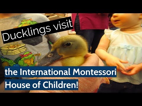 Cuddle Quack's Ducklings visits the International Montessori House of Children!