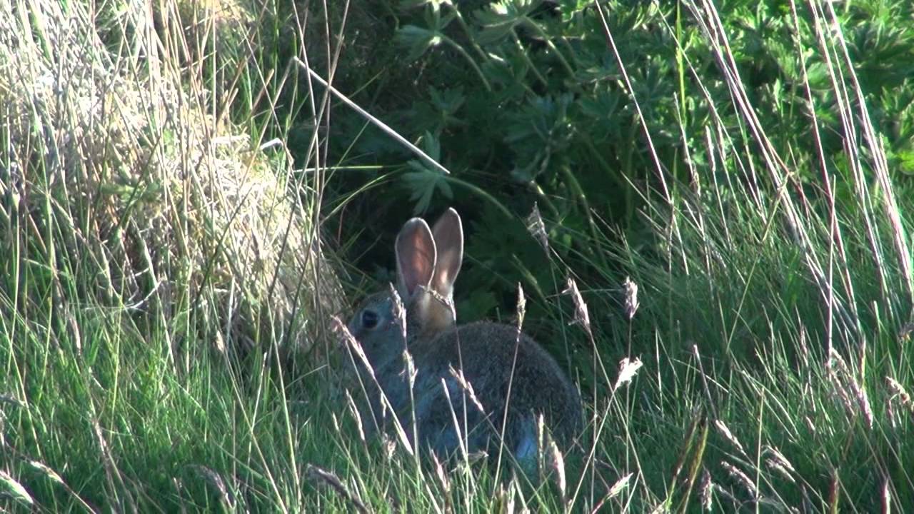 Shetland Scoland Rabbits - YouTube