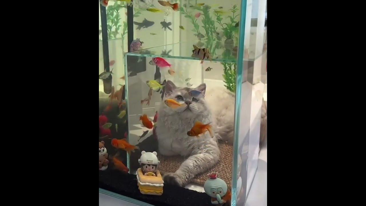 котик и рыбки - YouTube