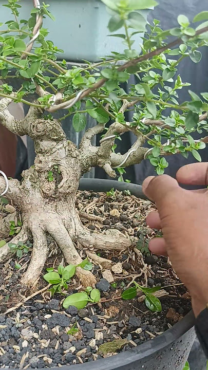 The growth points that we don't want must be removed so that they don't interfere with the growth...