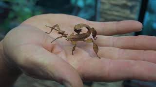 Stick Insects as pets - Responsible pet care guide