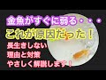 【金魚がすぐに弱ってしまう】購入した金魚が長生きしない理由と対策をやさしく解説します!