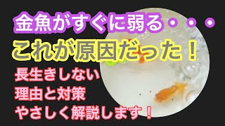 【金魚がすぐに弱ってしまう】購入した金魚が長生きしない理由と対策をやさしく解説します!