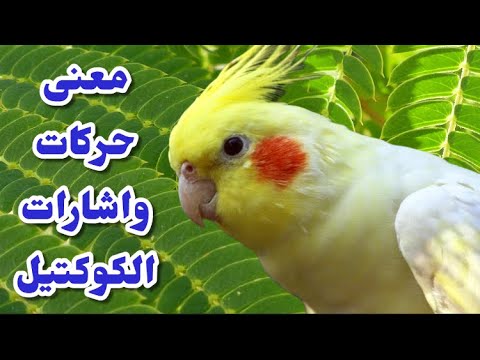 فيديو: متى بدأ رقص النقر؟