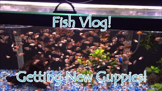 Fish Vlog | Getting New Guppies(Haul)!