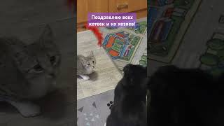 Поздравляю всех котиков и их хозяев!1 марта день кошек! #cat #милота #котик #love