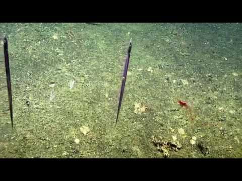 Deep Sea Predation and Digestion in the Galapagos | Nautilus Live