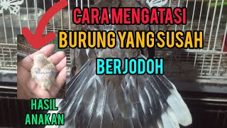 cara mengatasi burung yang susah  berjodoh terkukur vs puter untuk mencetak burung cuhu