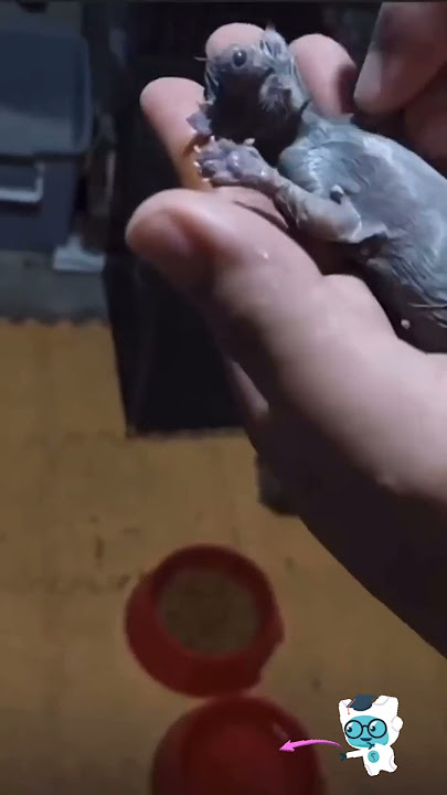 anak kucing‼️ kucing cacat dari lahir #shorts