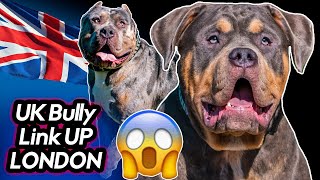 HUGE UK Bully Link Up In London 150+ Dogs