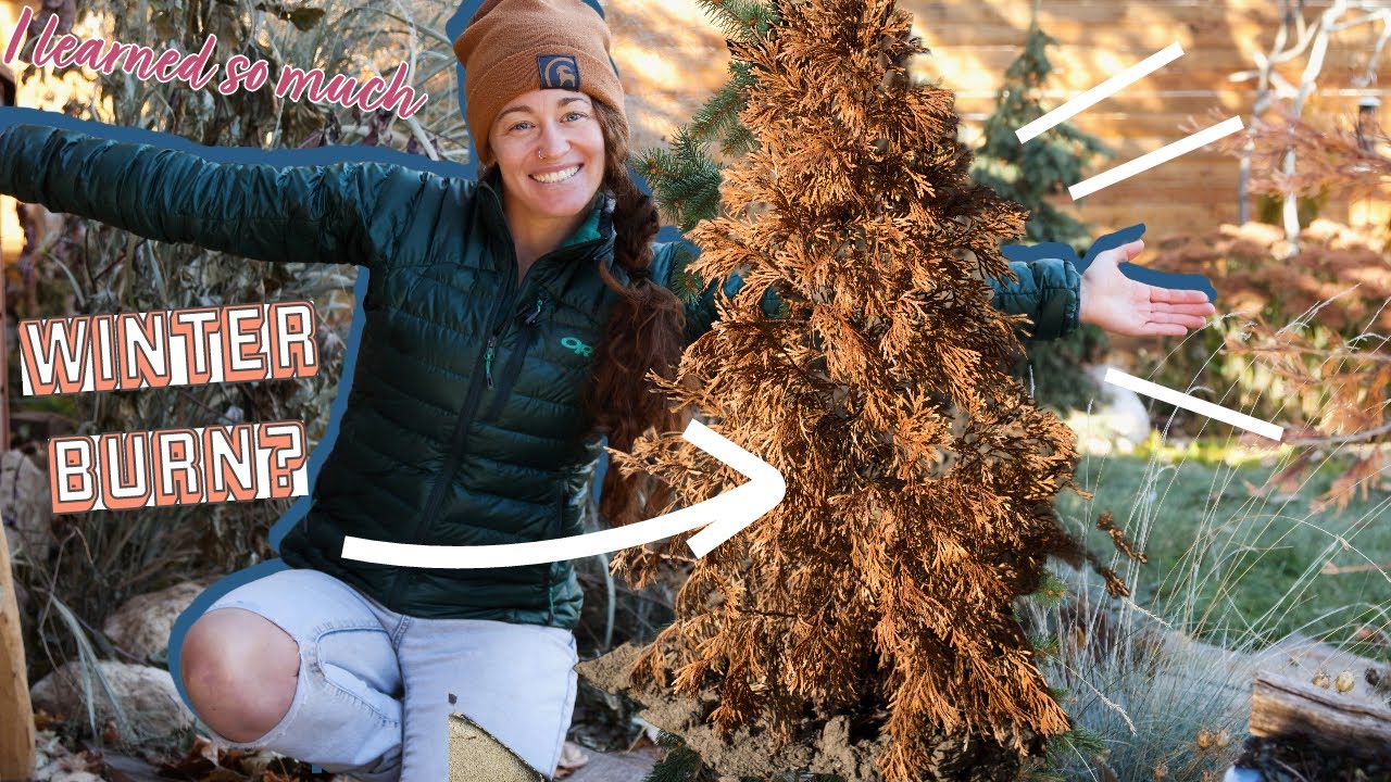 Protecting conifers in winter: How to prevent winter burn and climate-related stress on evergreens