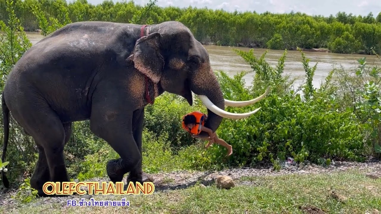 Ep2.ตามติดชีวิต❗️Super ควาญจิ๋ว❗️ปูเป้แกล้งจมน้ำลองใจโอเล่จะช่วยไหม❗️มาดู